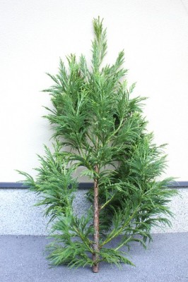 【期間限定】北山杉のクリスマスツリー