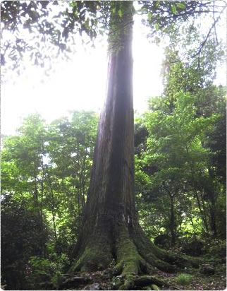 シロスギ母樹