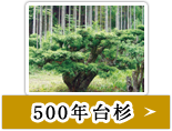 500年台杉
